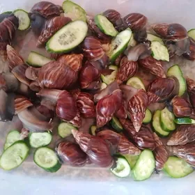 Улитки Ахатины