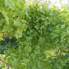 işgär gerek teplissa