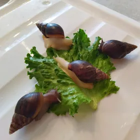 Улитки Ахатины