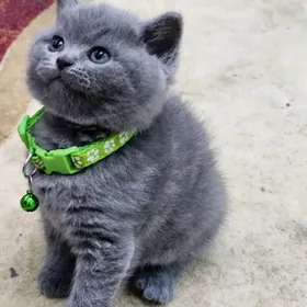 британской породы котята