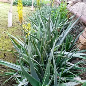 Aloye Алое