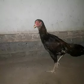 Baysow