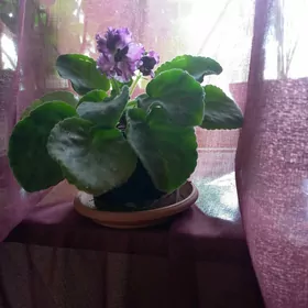 otag guli растения цветы