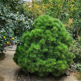 Muga.Муга.