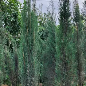 Kiparis. Кипарис