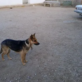 AWÇALKA