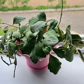 хойя веймани