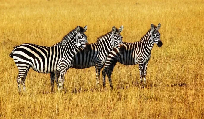 GuruShots Amazing Animals 2025 bäsleşiginiň ýeňijileri yglan edildi