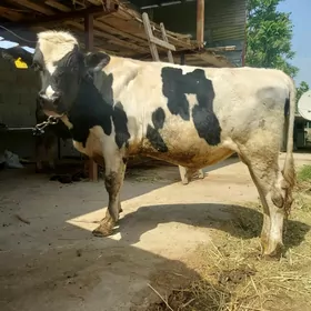 howre okuz galstein