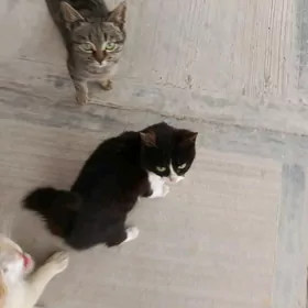 Котята