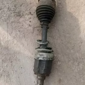 prado morda şay