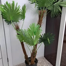 interyer palma