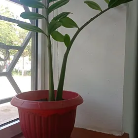 цветы