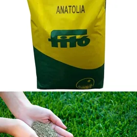 fito cim tohum