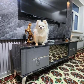 Ищем Жениха  Померанский Шпиц