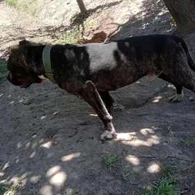 Balu