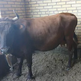саглык сыгыр