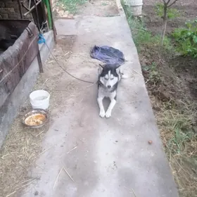 BELLA