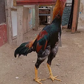 TAŞKENT HORAZ