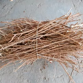 Odun tut agajy