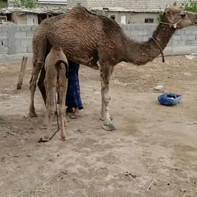 Kóşóklú dúŷe