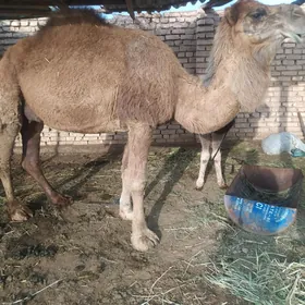Köşekli düýe