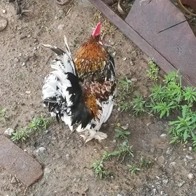 YAPONCIK