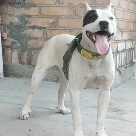 pitbull