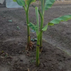 Banan nahal
