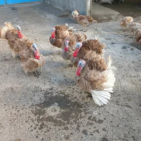 owgan induk juyje