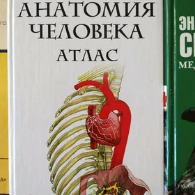 Анатомия человека