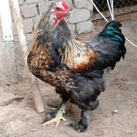 brama horoz yasajyk