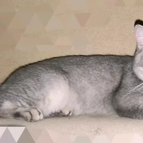 ШОТЛАНДСКИЙ КОТ