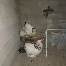 paroda towuklar