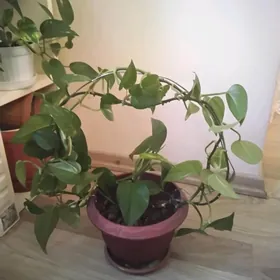 guller цветы