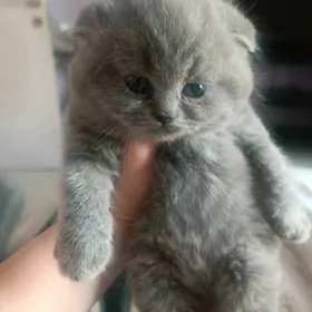 котенок мишка