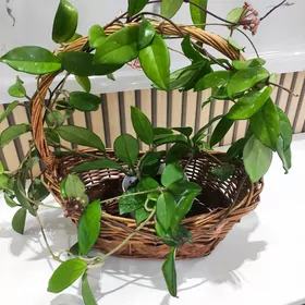 Hoya