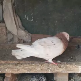 kepderi