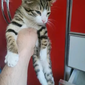 Отдам Котят