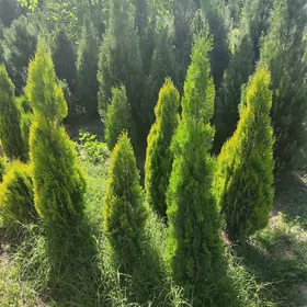 Yolka Tuya