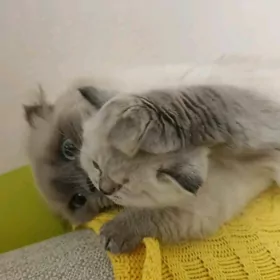 Шотландские котята