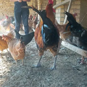 gigant horazlar