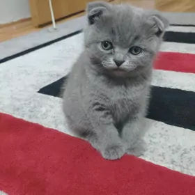 Кошки