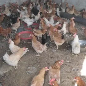 yaş towuk