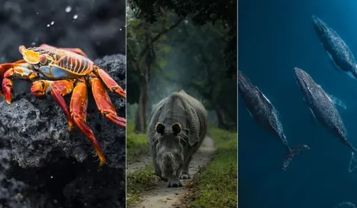 Öýümiz: «Nat Geo Your Shot 2025» surat bäsleşiginiň iň gowy suratlary neşir edildi