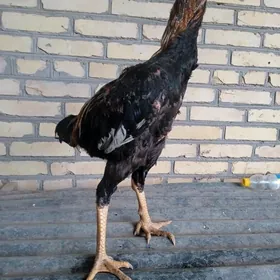 Baÿsy Horaz