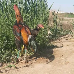 paroda horaz