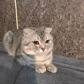 Кот вязка