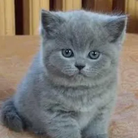 голубой котик