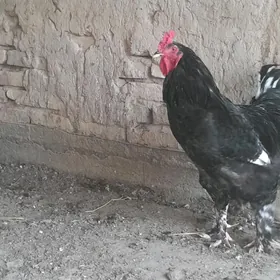 brama yumurtga